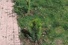 1600-adet-cesitli-tipde-fidan-dikildi-1-scaled